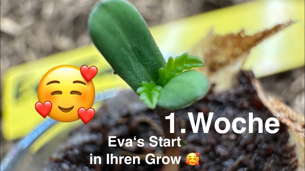 Woche 1 mit ✨Eva 💖einer Frostbanger von FastBuds, Sie war die Schnellste 🤗😅 und ist die Kleinste 😍
