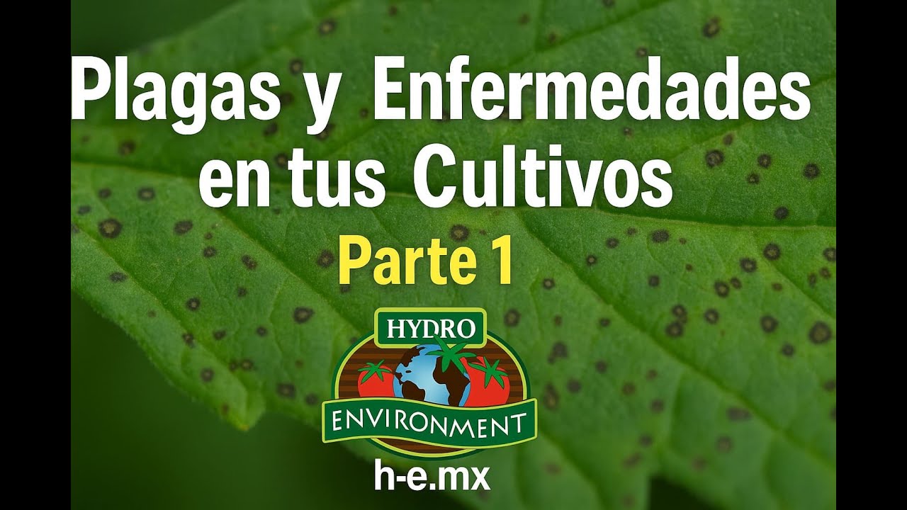 Plagas y Enfermedades en tus Cultivos | Parte 1 | Hydro Environment