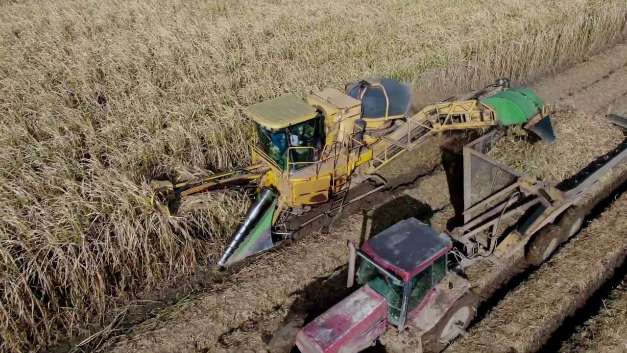 Cameco CH3500 Sugarcane Harvester