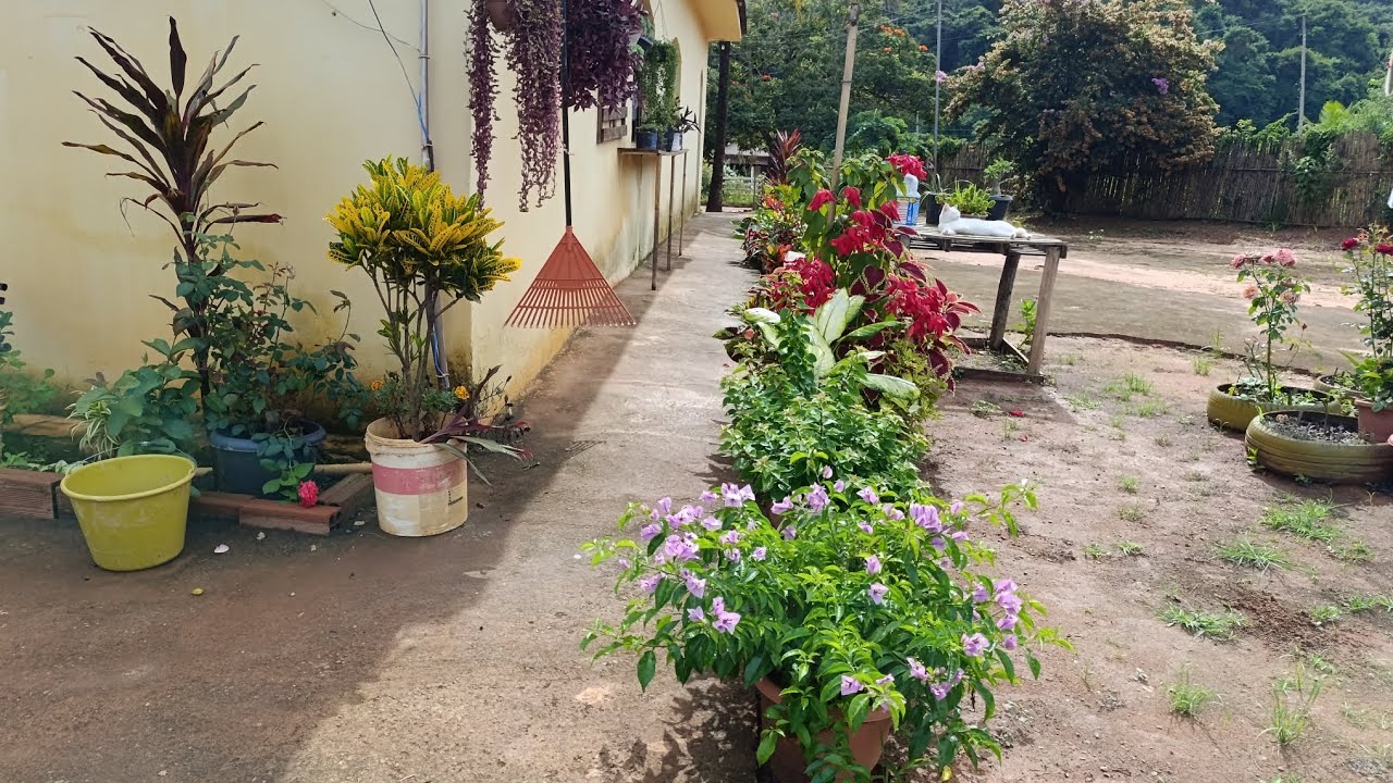 Mostrando minhas plantas depois da chuva 💕 falei um pouco do meu filho 💞🙏
