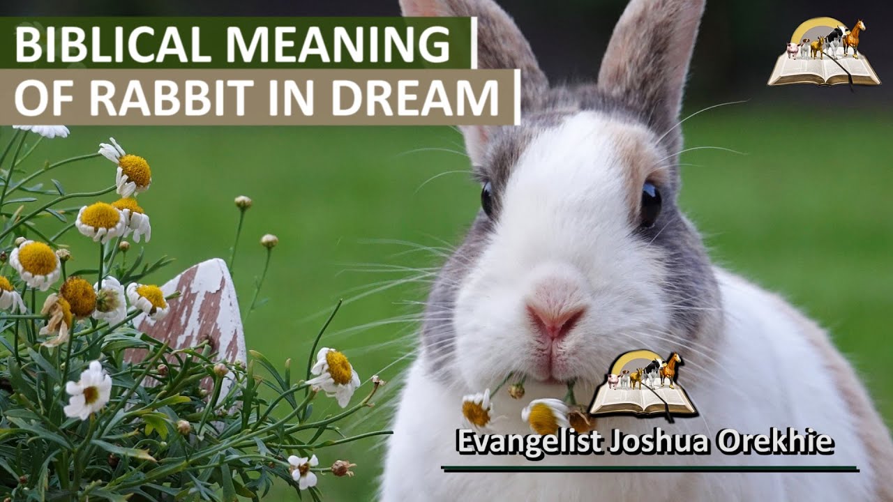 25 Dream Meaning About Rabbit   - Hare Symbolism and Spiritual Message