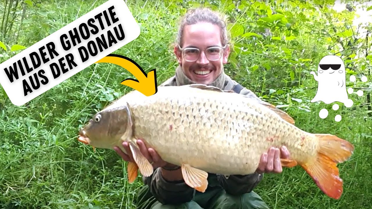 Karpfenangeln an der Donau mit wildem Ghost-Carp I Wochenende am Altarm I Doppelrun