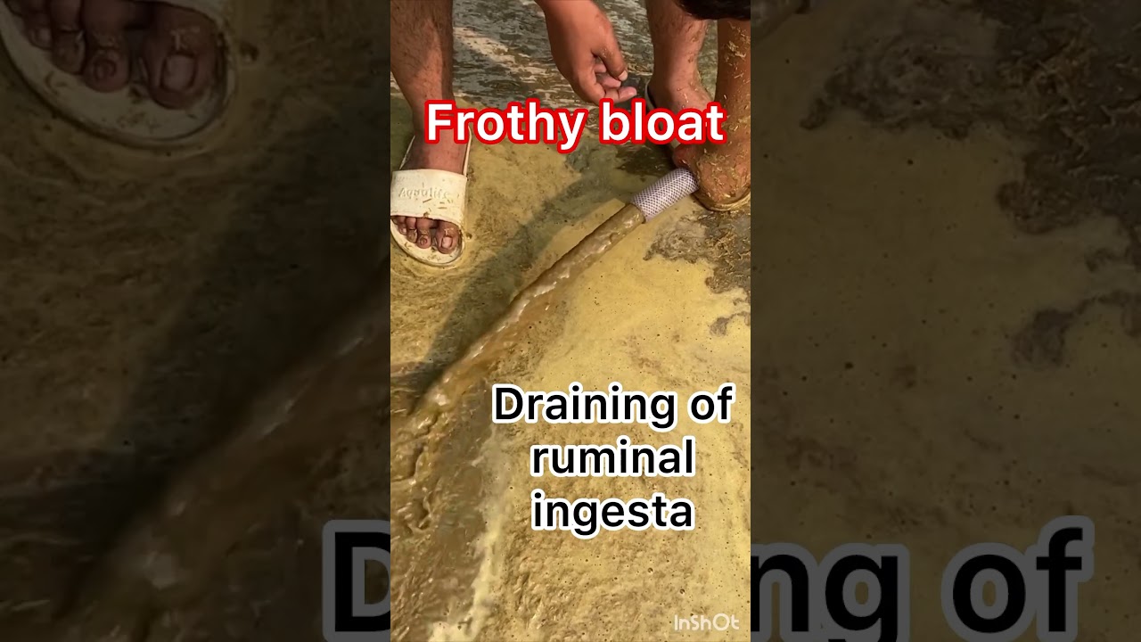 Draining of ruminal ingesta l Impaction of rumen l dr Umar Khan