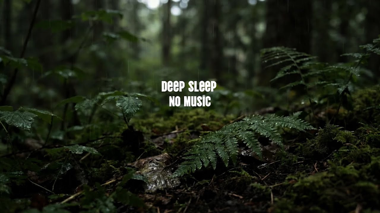 Deep Sleep ASMR – Gentle Rain Sounds | Night Ambience