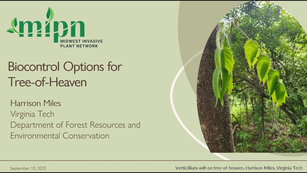 Potential Biocontrol Options for Tree-of-Heaven