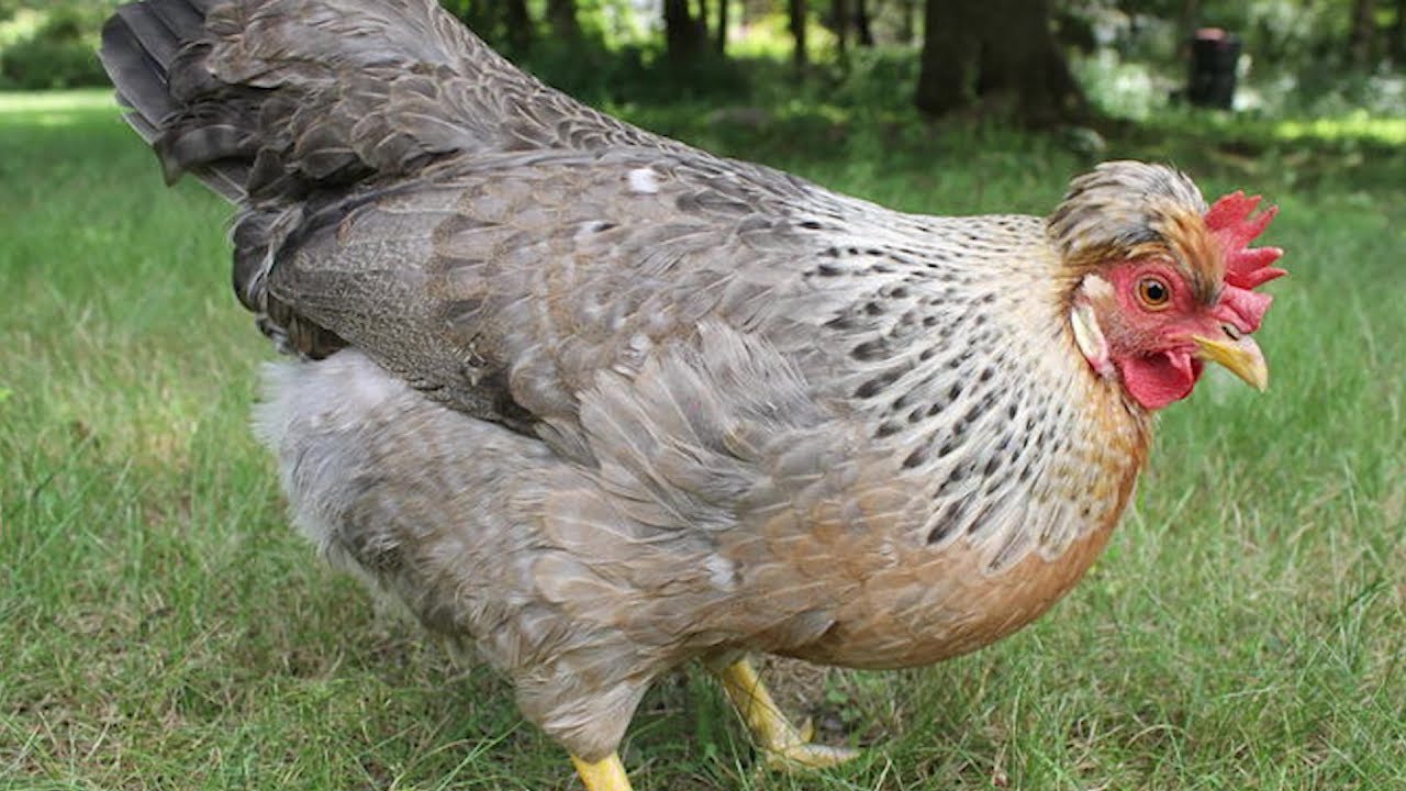 Cream Legbar Chickens | Blue Coloured Eggs