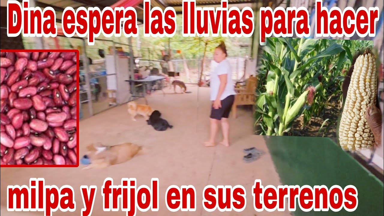 Dina cosechara todo esto en temporada de lluvia en sus terrenos😱😳