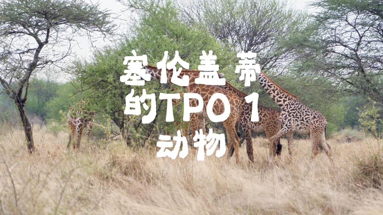 在坦桑尼亚塞伦盖蒂偶遇Top 1的陆生动物#坦桑尼亚 #塞伦盖蒂#长颈鹿