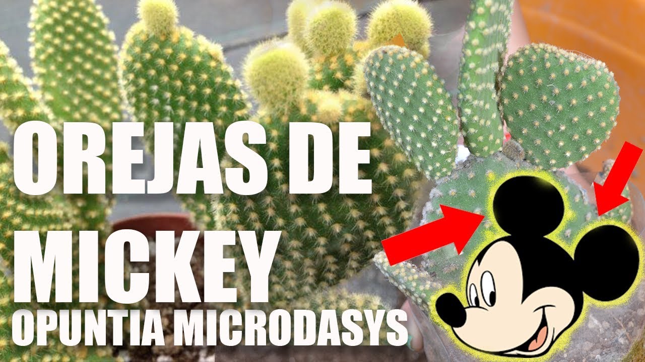 ✿✿ OREJAS DE MICKEY -  OPUNTIA MICRODASYS - REPRODUCCION ✿✿
