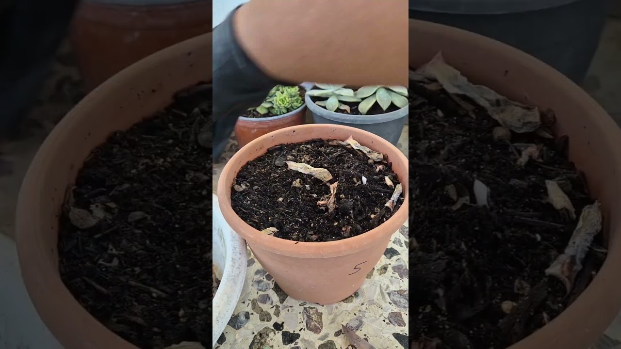 How to treat root rot of succulent plants.