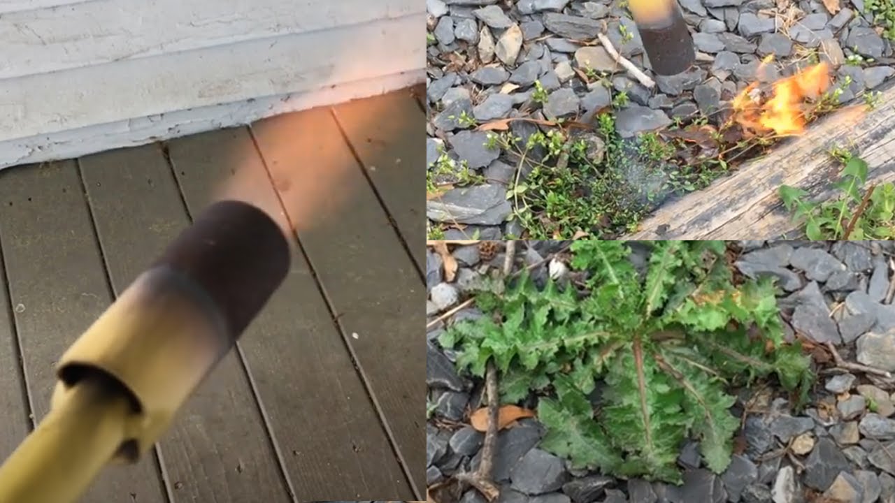 Why the Mini Dragon Blow Torch Fails on Weeds. A Review