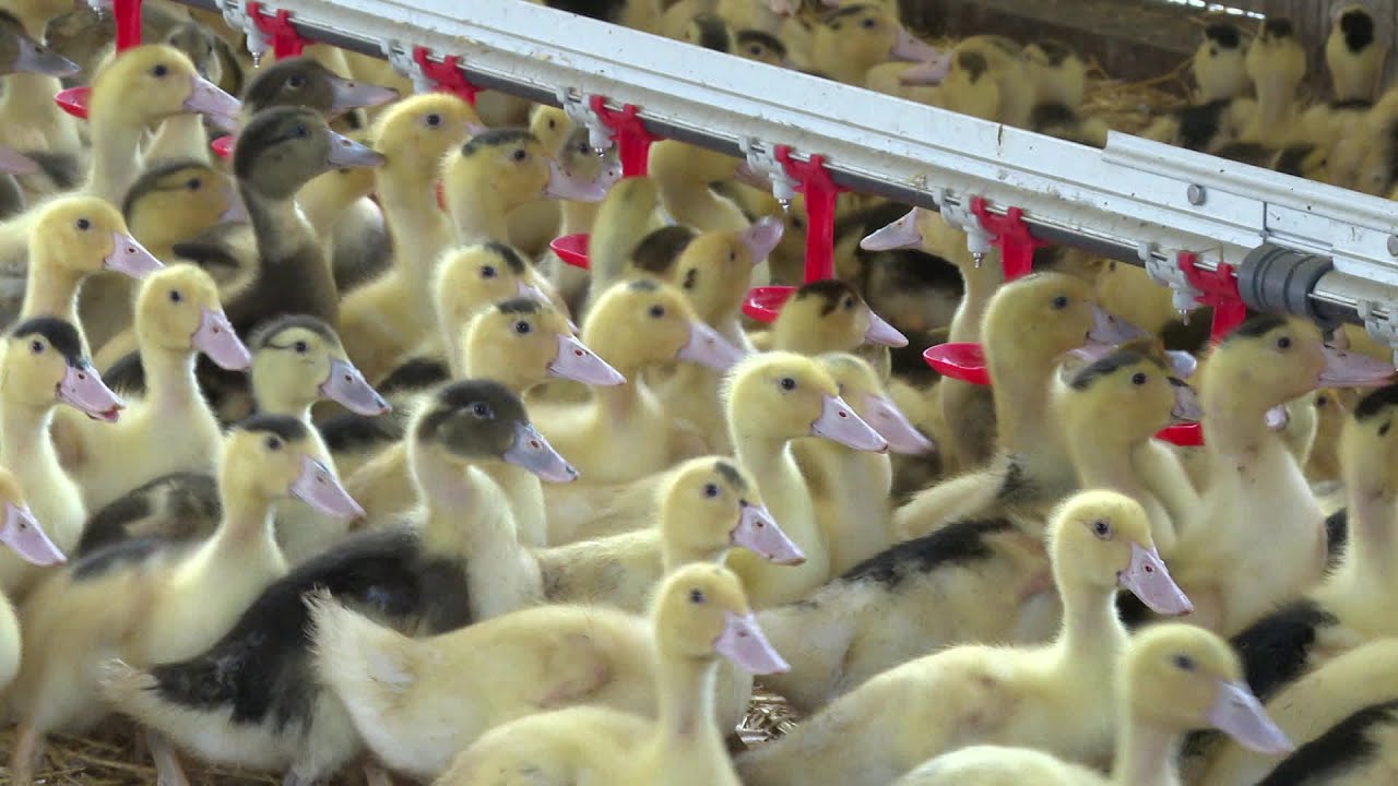 MAG BASQUE Éleveurs de canards 2021 l'année terrible !