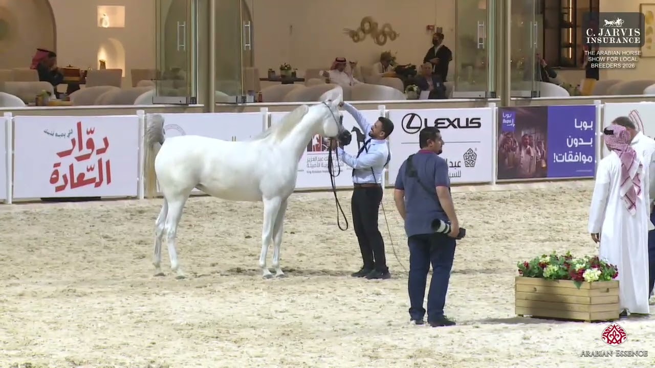 N 109 MESK ALSALAM   The Arabian Horse Show For Local Breeders 2026   Fillies 3 Years Old Class 3