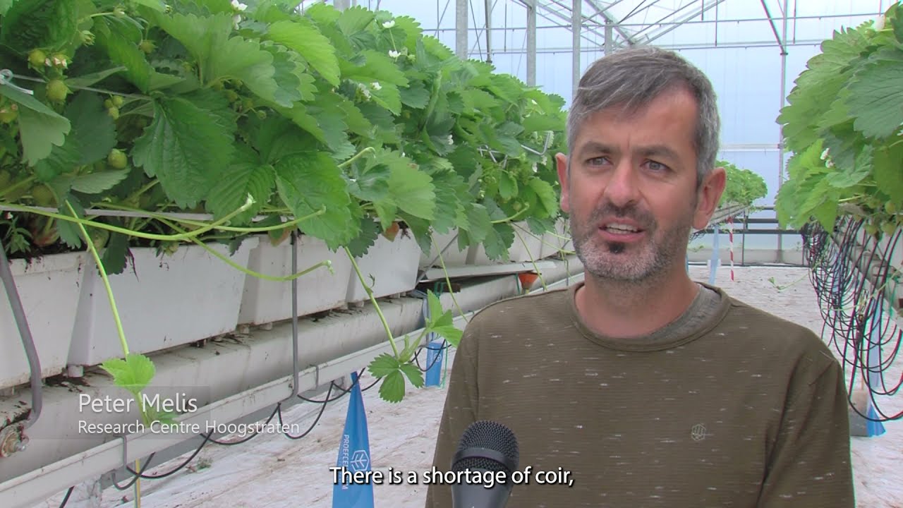 Growing strawberries on innovative substrates with climate-friendly alternatives to peat