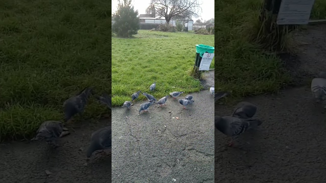 Pigeons Feeding in the Park: A Peaceful Reflection with Tasbih