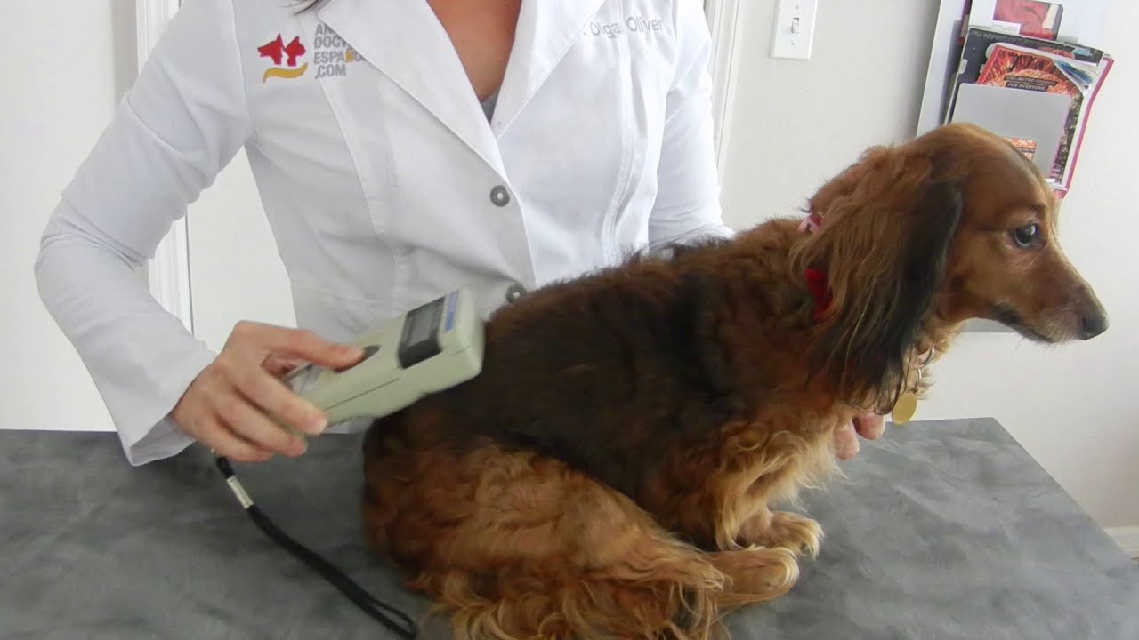 Cómo funciona el microchip en mascotas.