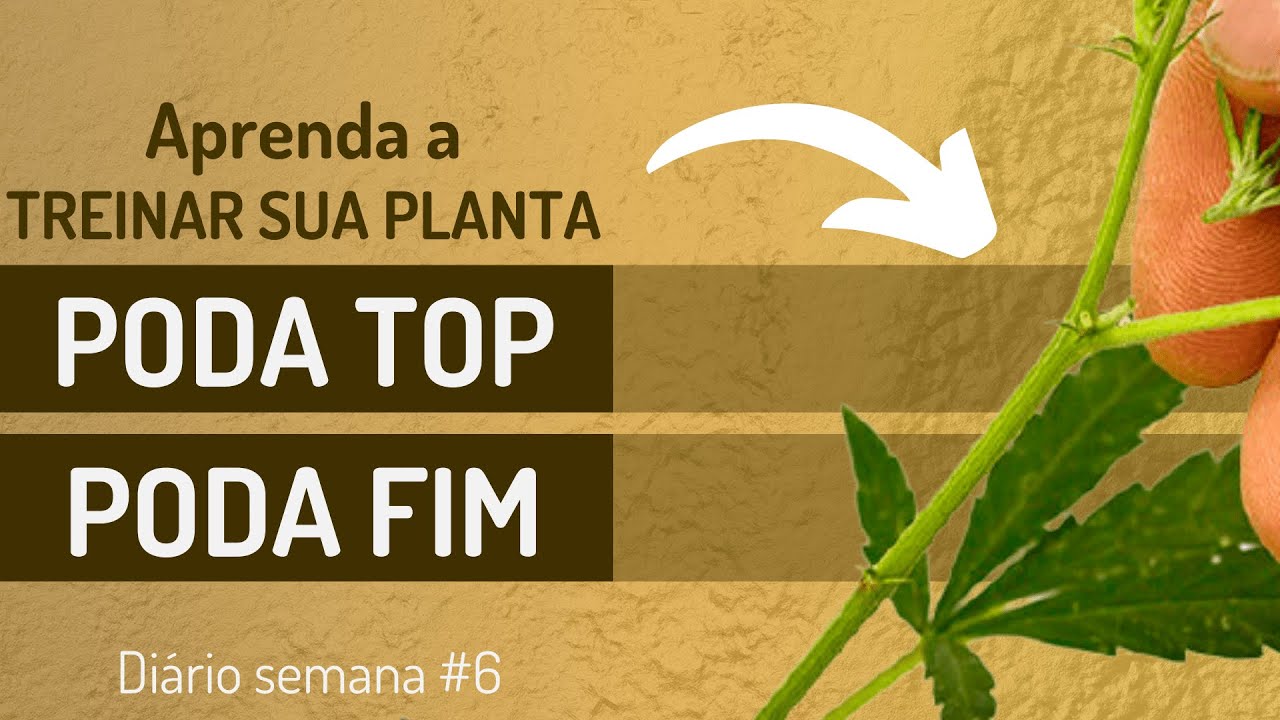 Poda Top, Poda FIM e HST: Técnicas no Cultiv0 Indoor ao Plant4r em Casa - Diário do J4rdineiro #20
