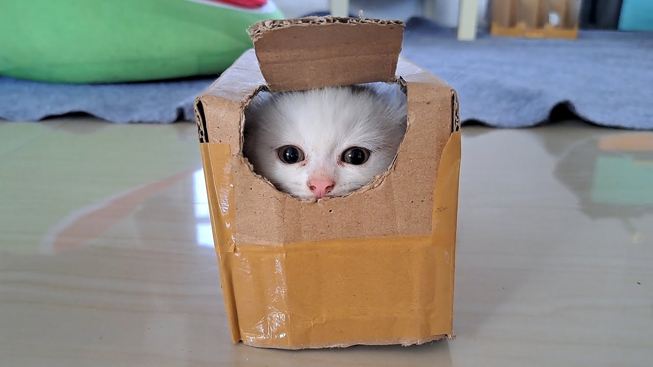箱と遊ぶ可愛い子猫たち