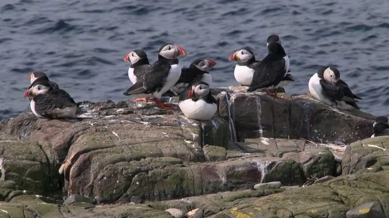 Puffin-cam: Live from the burrow