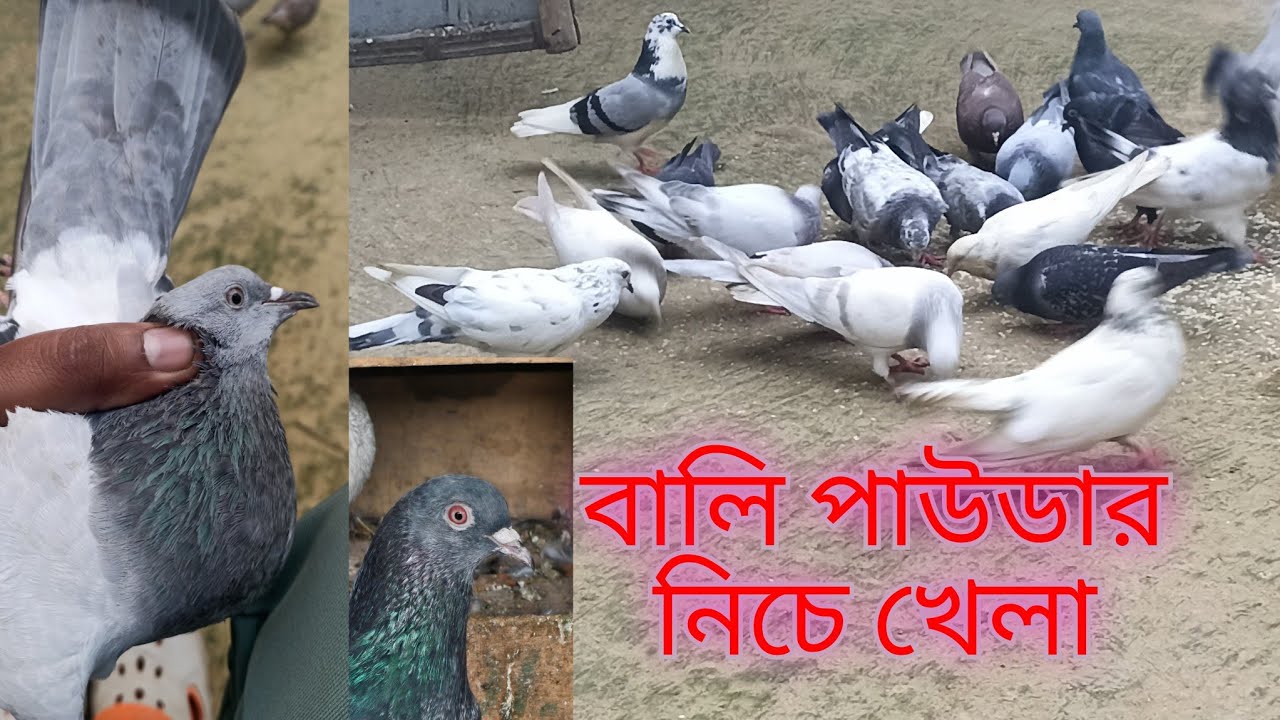 পিন্টুর বাড়ির Top Quality কিছু কবুতর সব নিচে খেলা,,,