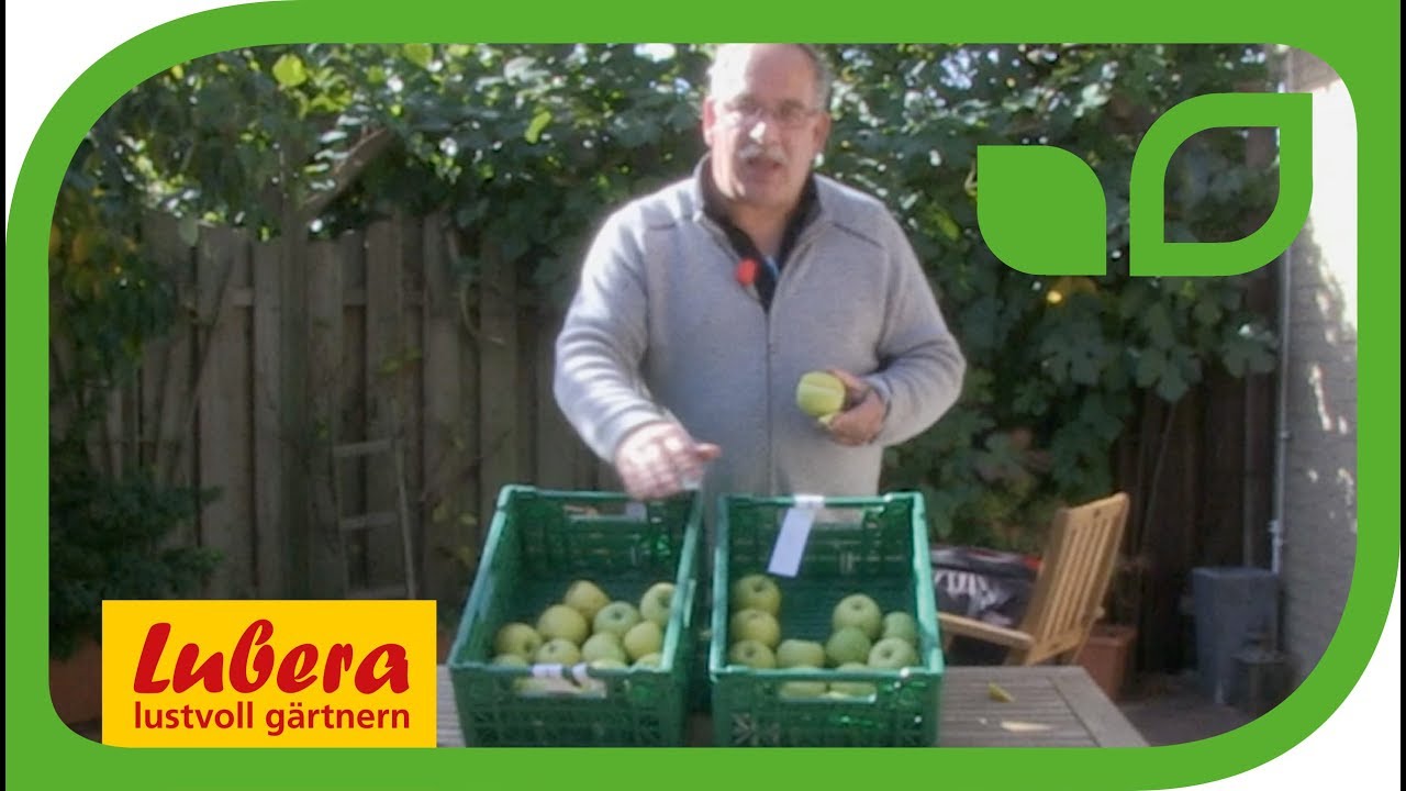Züchtung von Golden Delicious-Verwandten 'Bionda Bella' und 'Bionda Marylin'