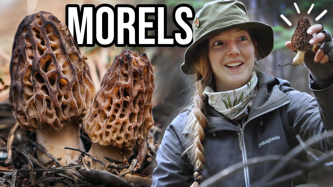 FORAGING MOREL MUSHROOMS as a FIRST TIMER  // Cooking & Dehydrating in a 13ft Scamp Trailer