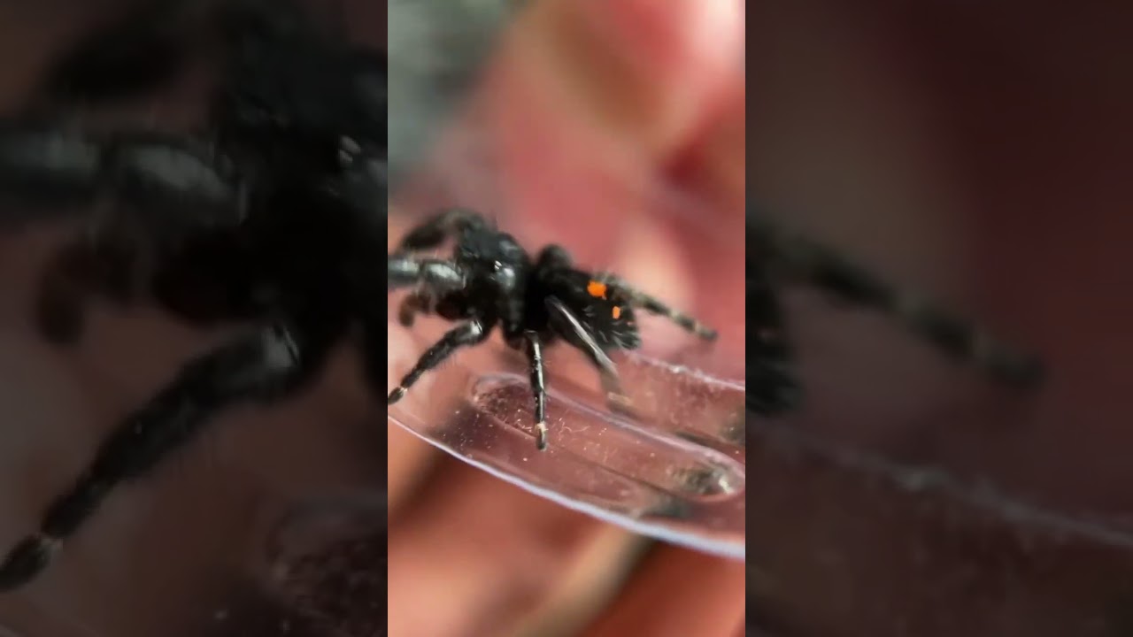 Bold Jumping Spider showing off his colours - Phidippus audax