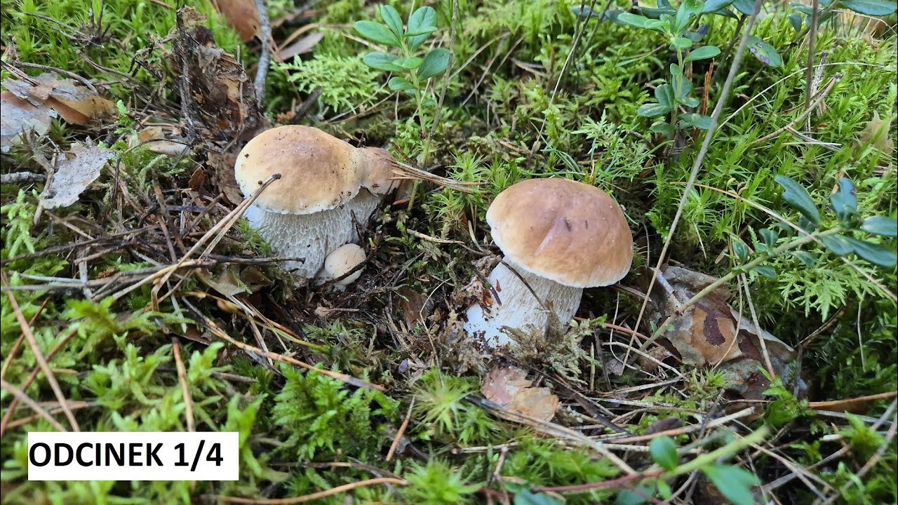 SETKI BOROWIKÓW!🍄 SZOK😮 NIESAMOWITE BOROWIKI I PODGRZYBKI🍄 OGROMNY WYSYP🍄 GRZYBOBRANIE 2025🍄 ODC 1/4