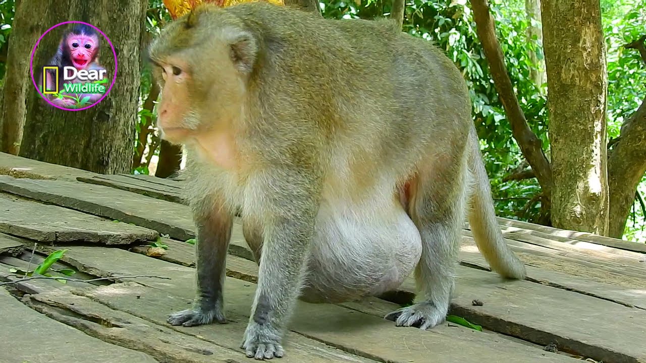 Poor wildlife !! Billion pitiful oldest Mr Charlie looks like get the most tired and most hungrily😭