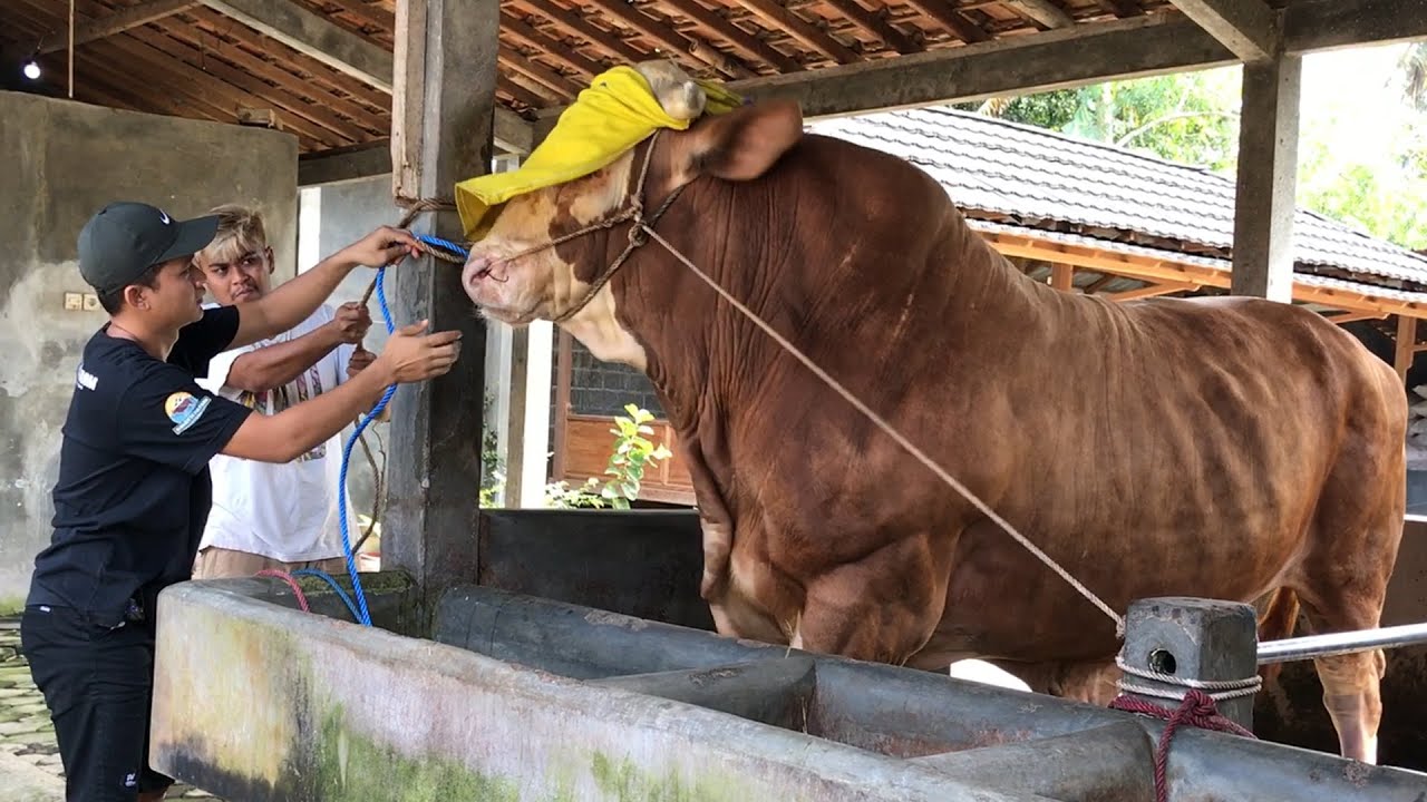 NGERI BANGET.. SAPI JUMBO INI NGAMUK, GAK MAU DI GANTI KELUH - Dengan terpaksa kita tutup matanya
