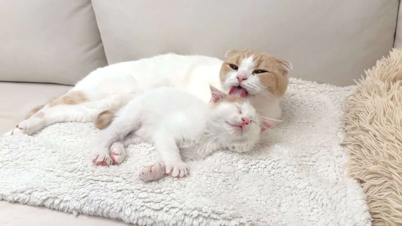 保護した子猫が生まれて初めて先輩に毛繕いしてもらったら幸せすぎてこうなっちゃいました…