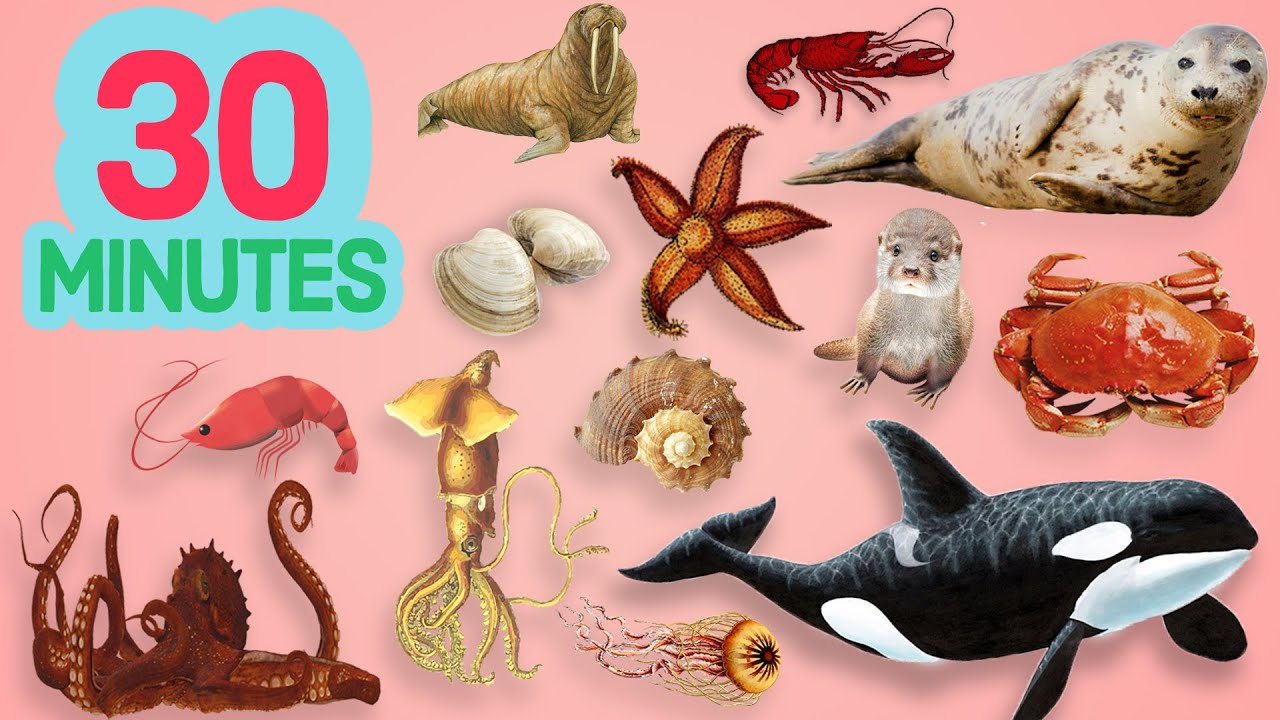 Berkeley's World Sea Animal Names In ENGLISH For 30 minutes