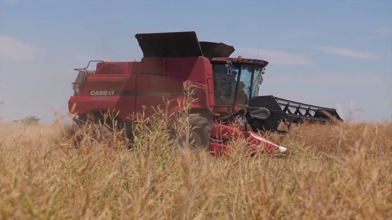 Комбайни Case IH Axial-Flow в господарстві «Продексим»