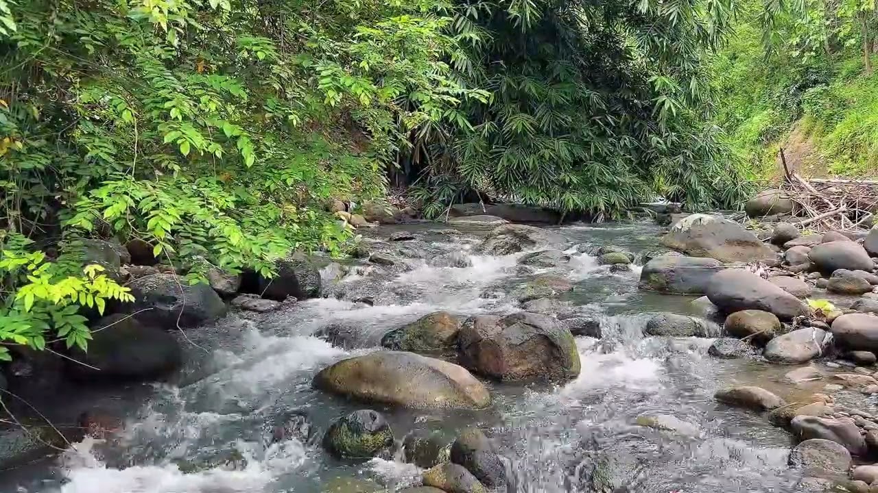 Gentle Forest River Ambience for Stress Relief, Focus & Calm Mood 5b