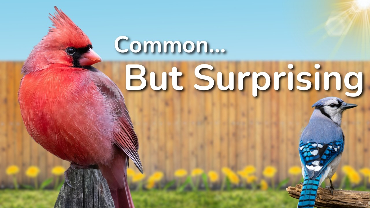 Discovering Florida's Backyard: The Top Birds You'll Love!