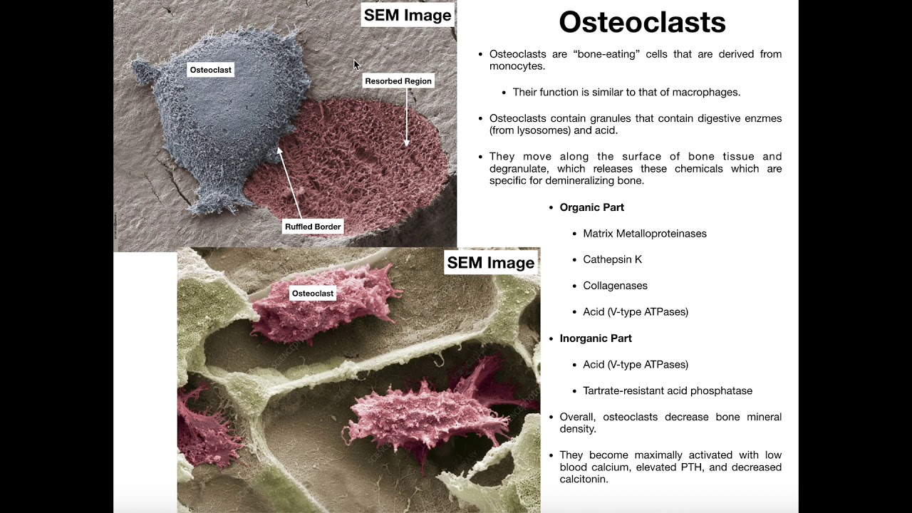 Physiology of the Osteoclast