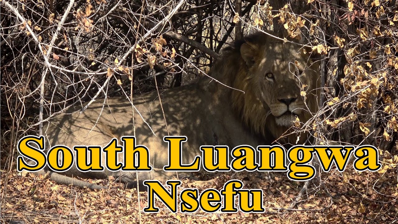 South Luangwa safari, Nsefu