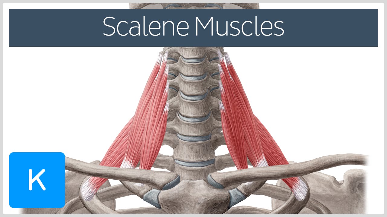 Scalene Muscles of the Neck - Human Anatomy | Kenhub