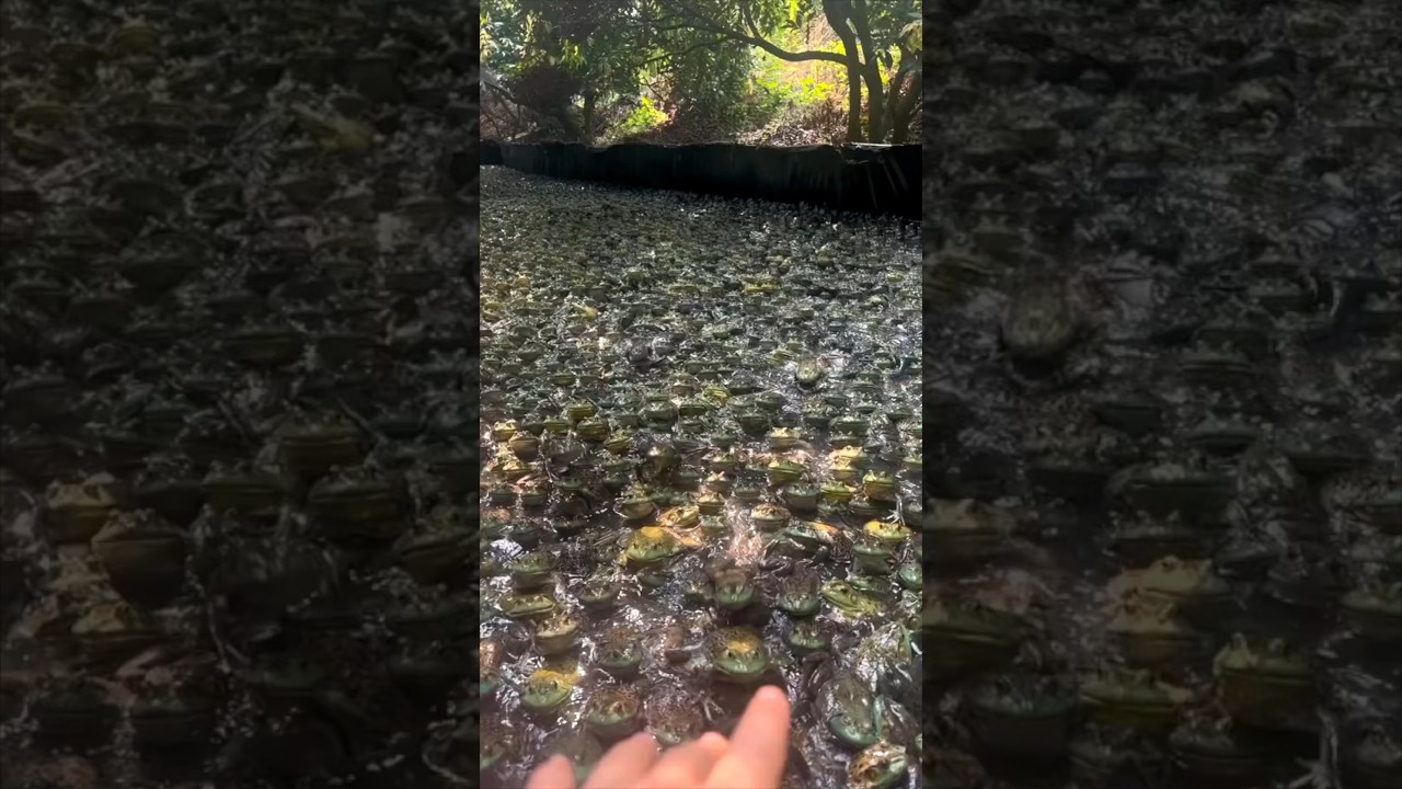 У этого парня на заднем дворе целая армия лягушек 😱