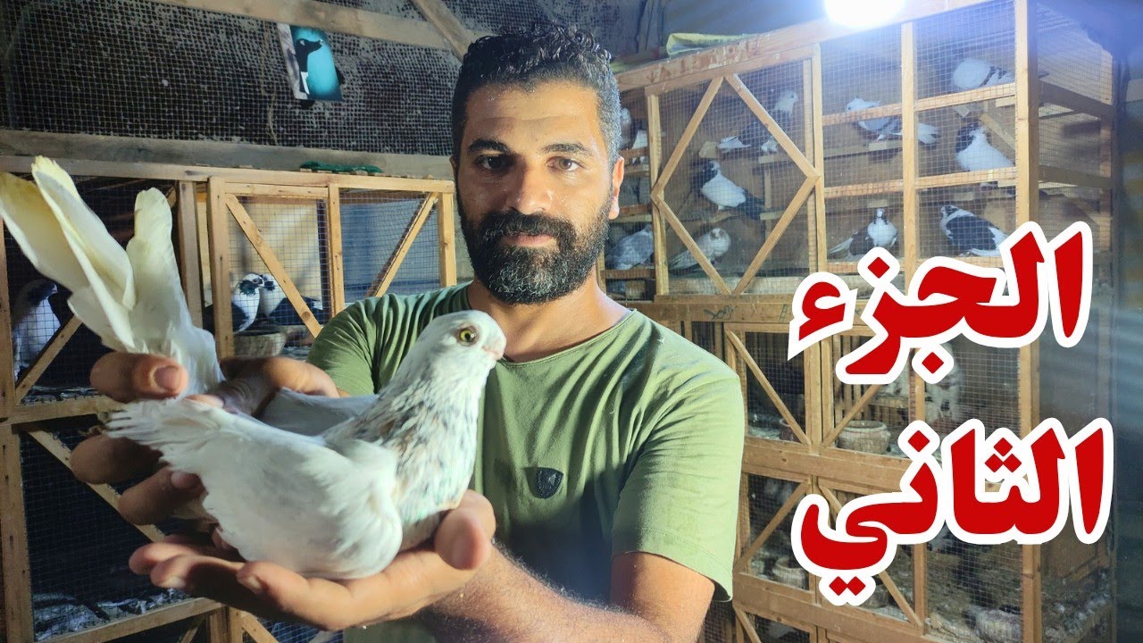 غيه حمام كامله للبيع كل انواع الحمام موجودة عروض شهر فبراير