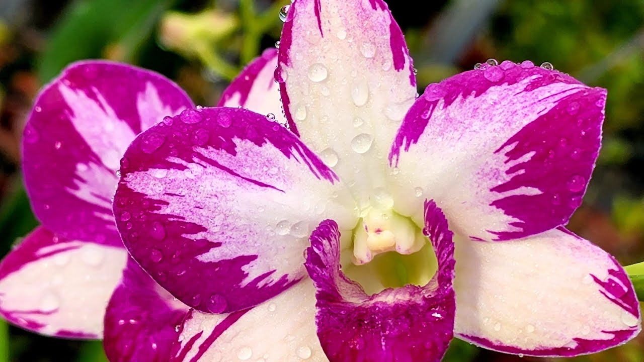 tối nay bán gì