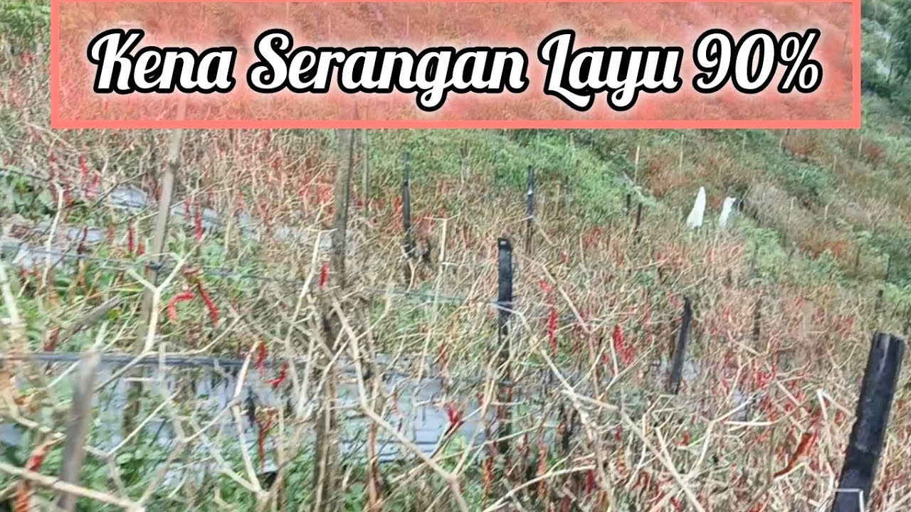 Tahun Baru Harga Cabai Naik Tapi Banyak Lahan Cabai Habis Terkena Serangan Jamur Layu Fusarium