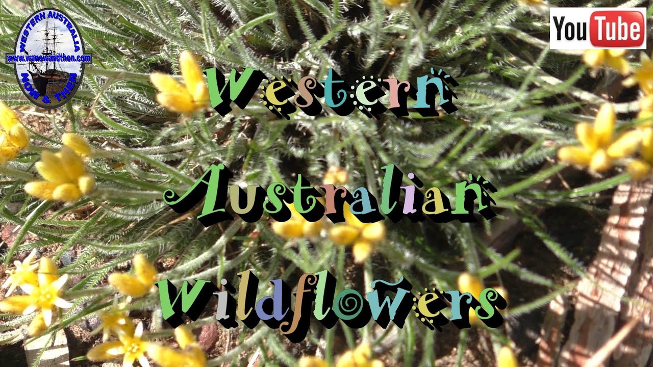 Western Australian Wildflowers - B