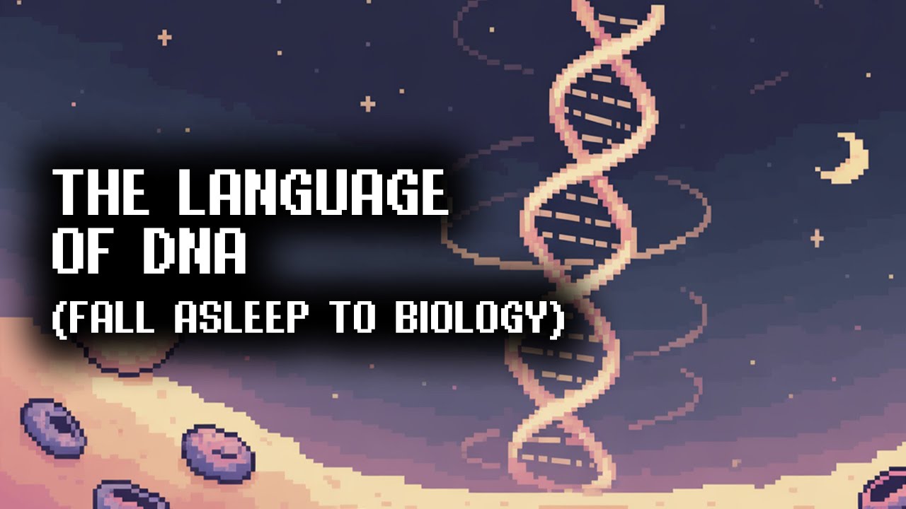 DNA and Genes | Soft Genetics Lecture for Sleep