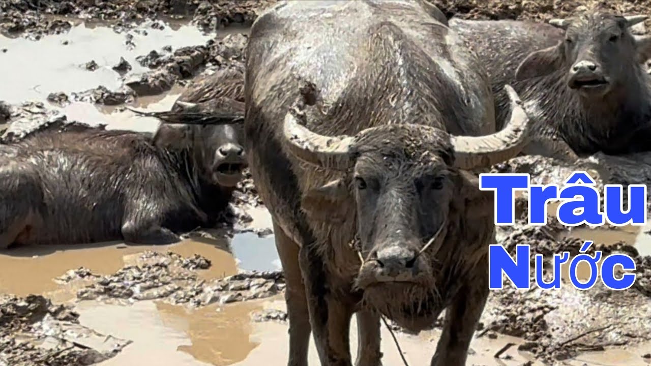 Đang Thăm Lú Thì Gặp Bầy Trâu Nước Giữa Đồng Hoang – Cảnh Hiếm Ở Quê