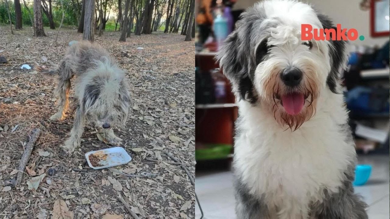 Enzo: el perro que es la prueba viviente de que el amor lo cambia todo❤️&zwj;🩹🐶.