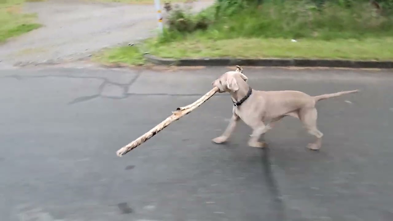 Weimaraner Hündin bringt jeden Tag Holz nach Hause