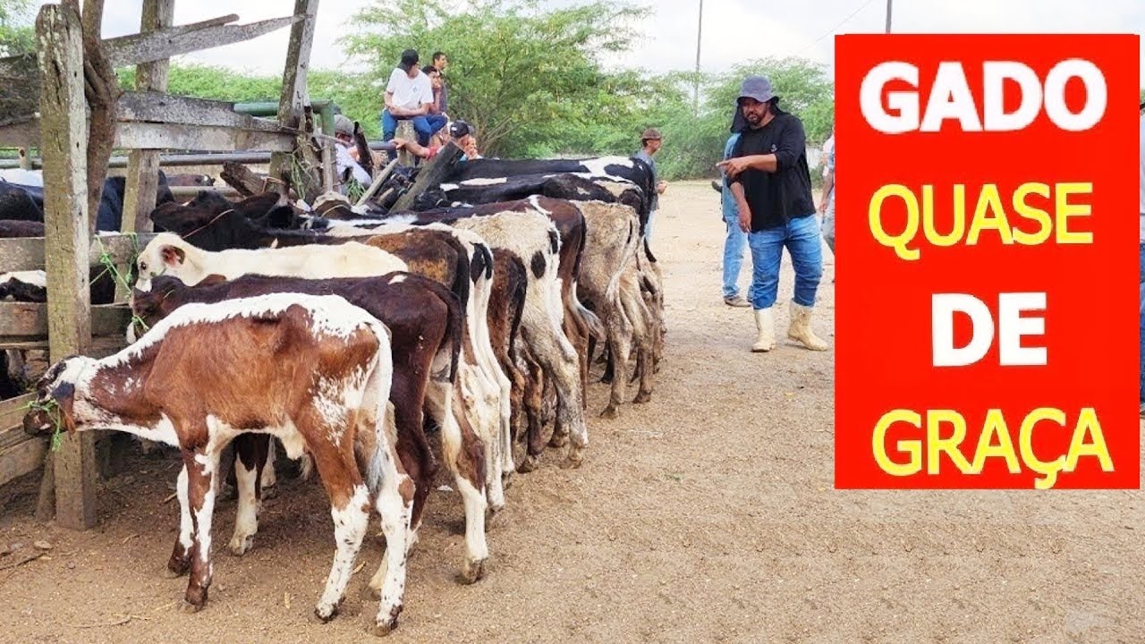 FEIRA DO GADO EM CARUARU-PE  13-01-2026 #nordeste