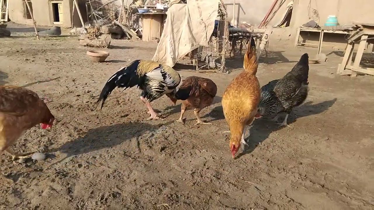 Daily Morning Village Routine || Desi Rooster & Hens Feeding at Sunrise || Hawa Birds TV