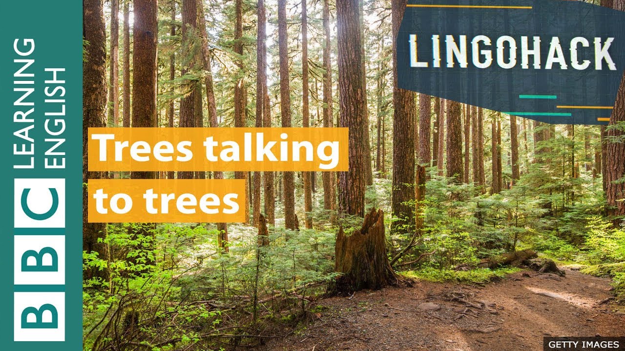 Trees talking to trees: Lingohack